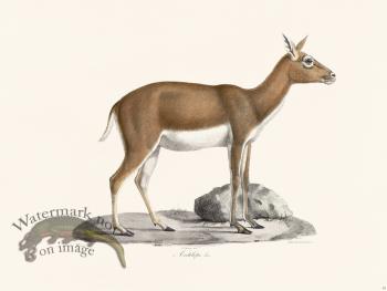 Cuvier 039 Antelope female
